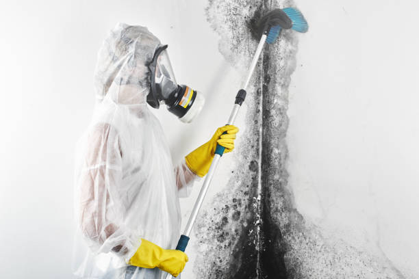  Greeley, CO Mold Removal Pros