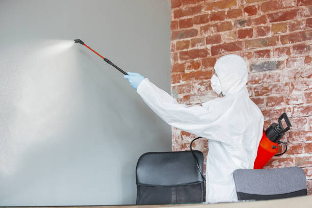 Best Basement Mold Removal  in Greeley, CO