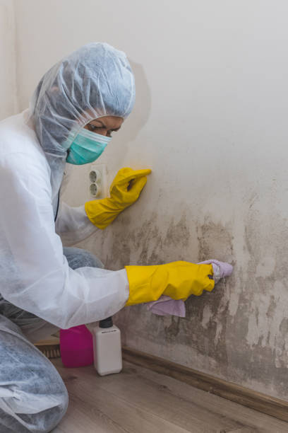 Best Mold Documentation for Insurance Claims  in Greeley, CO