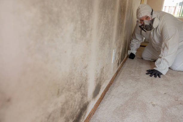 Best Black Mold Removal  in Greeley, CO